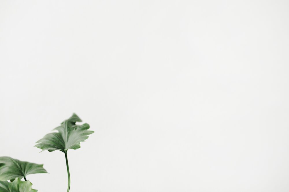 Green leaves in the corner of a white room